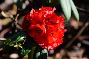 Rhododendron Royal Botanic Garden Edinburgh