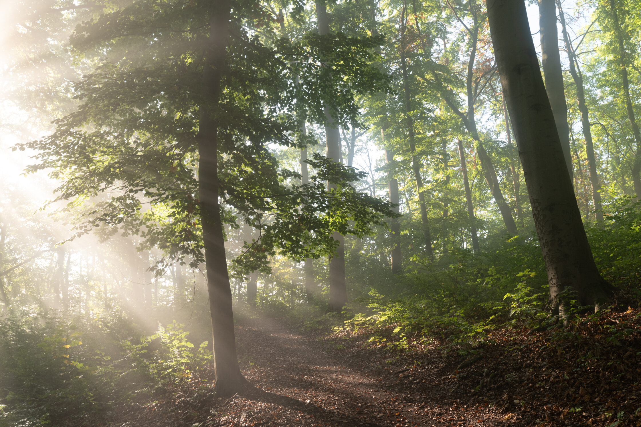 7 Tipps für bessere Photos im Wald