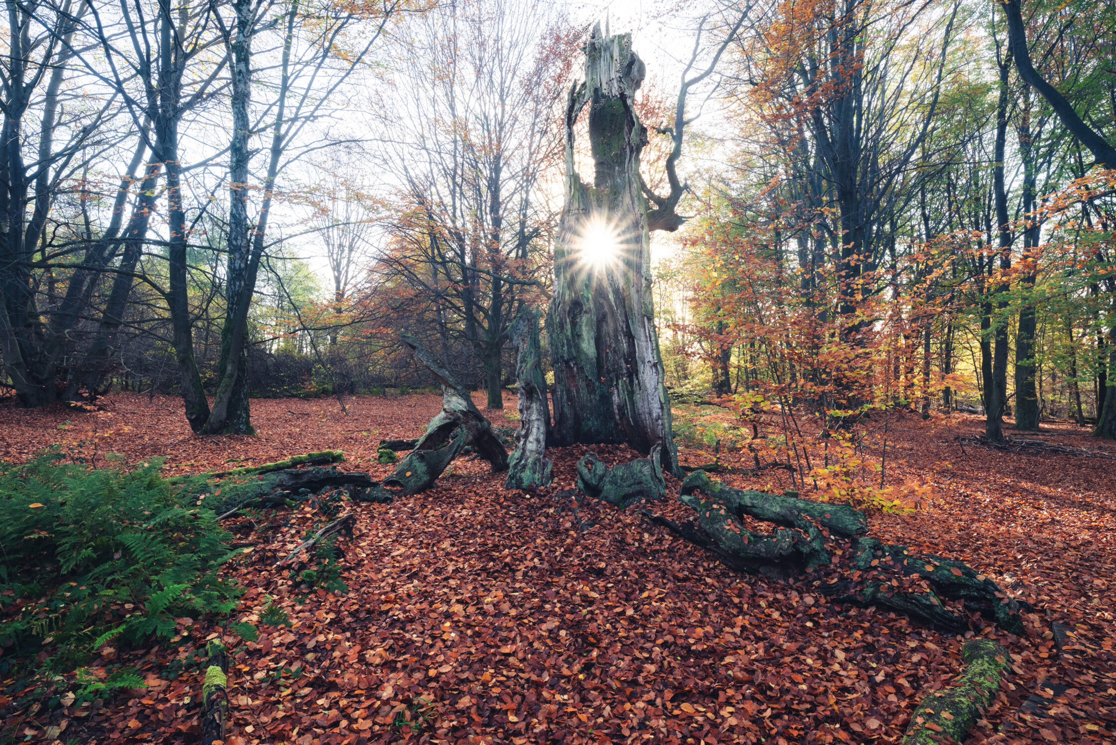 Reinhardswald und Urwald Sababurg im Herbst