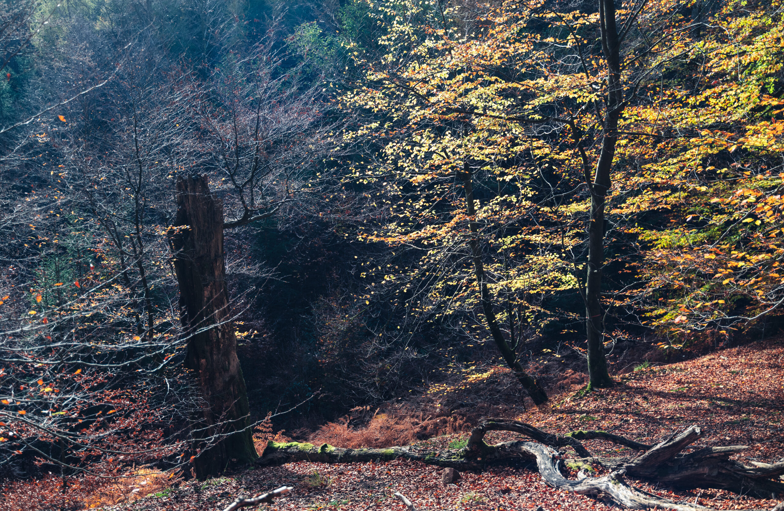 Herbstliche Bäume im Olbetal / Reinhardswald