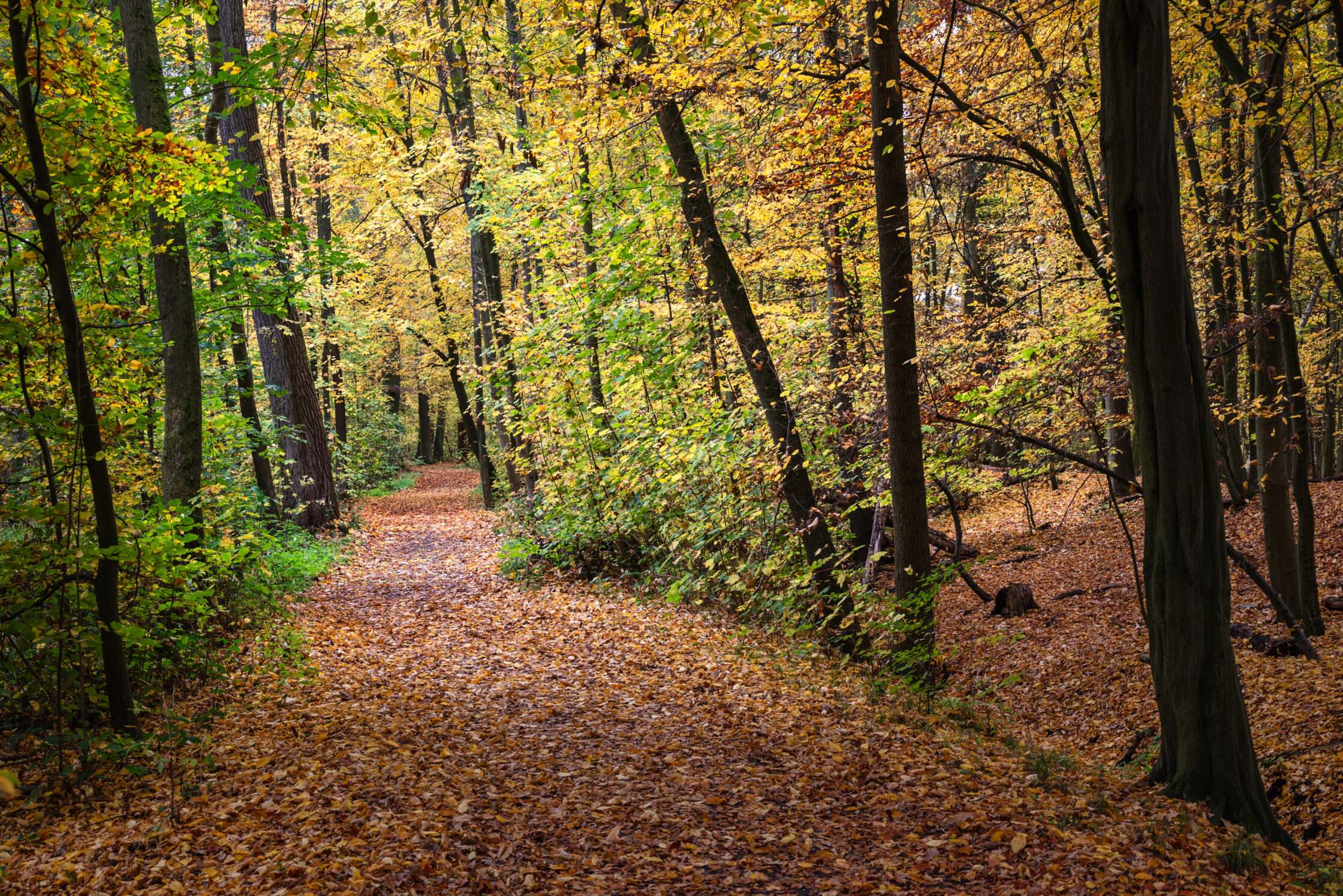Goldener Oktober in Braunschweig – Riddagshausen